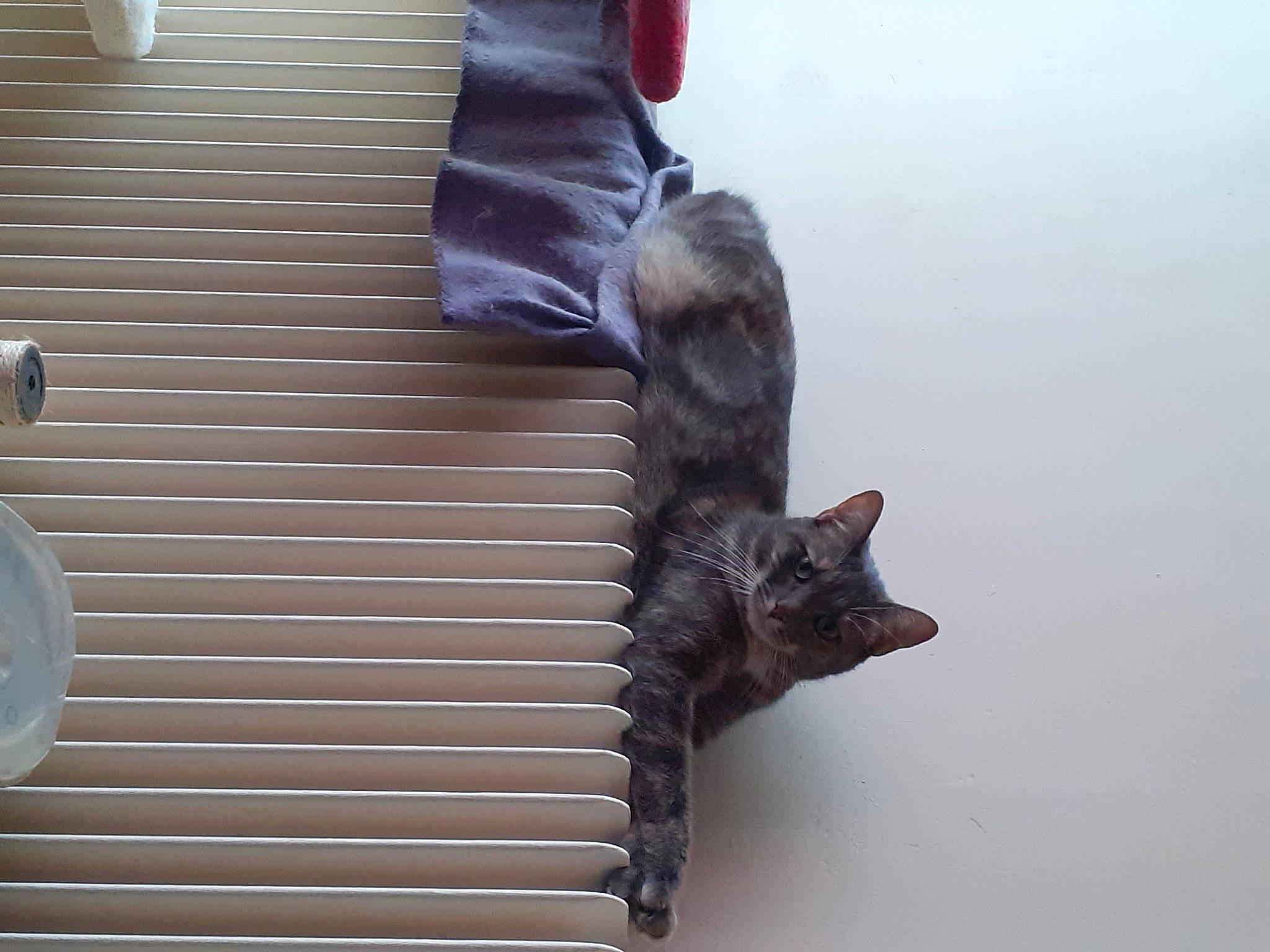 Kenya participe au concours pour gagner de l'argent avec cette photo : canidae, carnivore, cat, felidae, iron, kitten, leg, shoe, small_to_medium_sized_cats, tail, wood