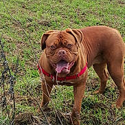 Shelby a rejoint le concours — aidez-le/la à gagner de superbes lots ! dog, brown_dog, canine, pet, outdoor, grass, animal, mammal, happy, tongue_out, red_harness, nature, playful, field, fur, friendly, walking, standing, companion, cute