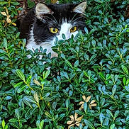 Socks is registered to the contest to win money with this photo: alert, animal, black_and_white_cat, camouflage, cat, closeup, curious, cute, eyes, foliage, garden, green_bushes, hidden, leaves, mammal, nature, outdoor, pet, plant, wildlife
