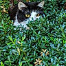 alert, animal, black_and_white_cat, camouflage, cat, closeup, curious, cute, eyes, foliage, garden, green_bushes, hidden, leaves, mammal, nature, outdoor, pet, plant, wildlife