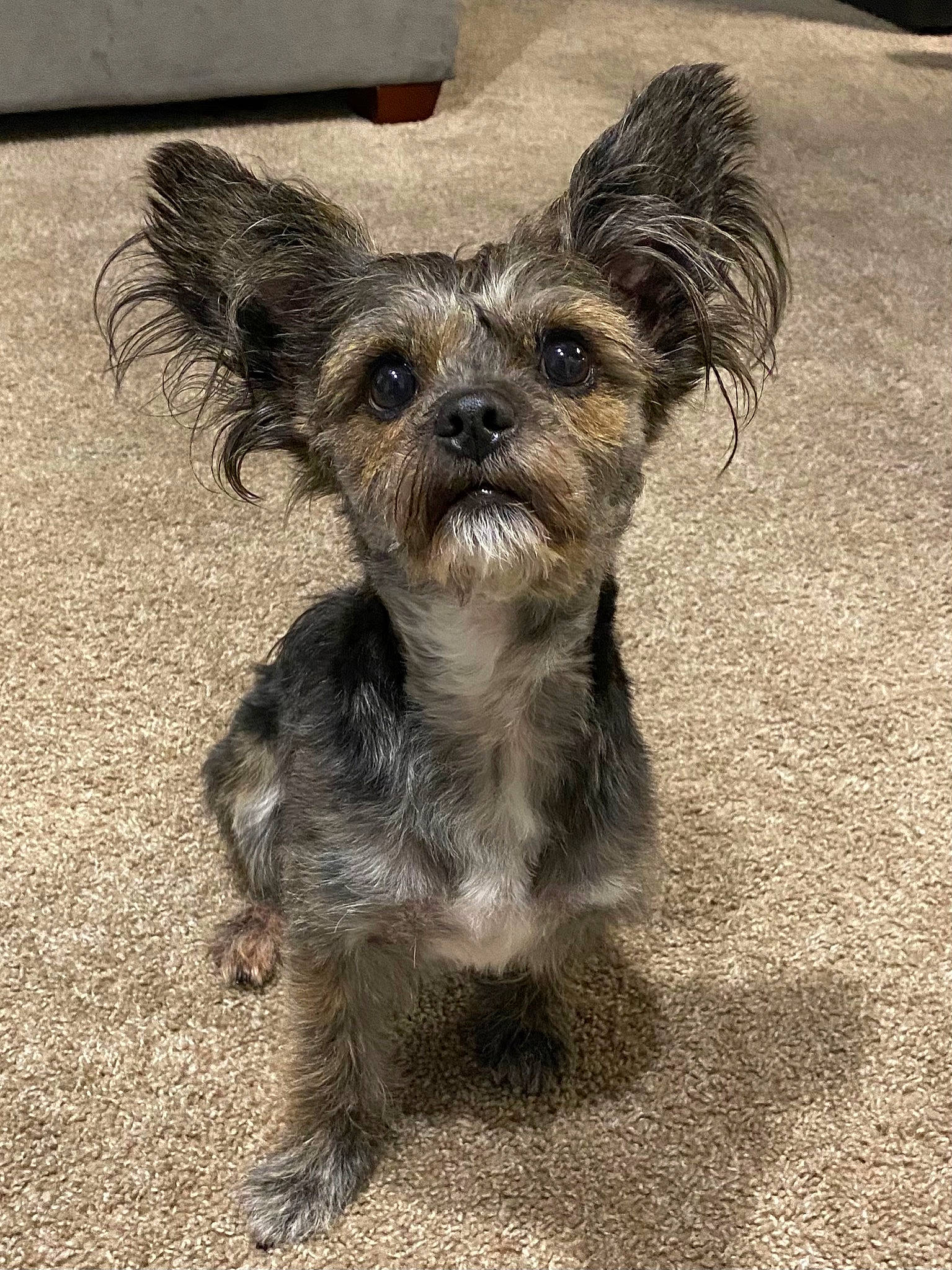 Sage Hoskins is registered to the contest to win money with this photo: biewer_terrier, canidae, carnivore, companion_dog, dog, dog_breed, dog_supply, fawn, fur, liver, maltepoo, small_terrier, snout, soil, sporting_group, terrestrial_animal, terrier, toy_dog, working_animal, working_terrier