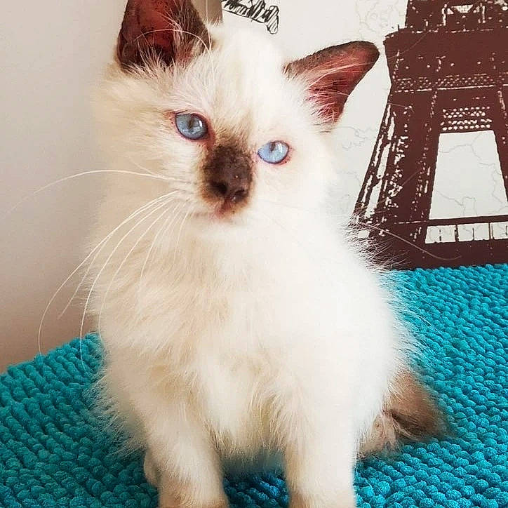 Taoa participe au concours pour gagner de l'argent avec cette photo : balinese, birman, carnivore, cat, claw, domestic_short_haired_cat, fawn, felidae, flooring, fur, iris, paw, siamese, small_to_medium_sized_cats, snout, surprised, symmetry, tail, thai, whiskers