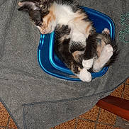 Chipie participe au concours pour gagner de l'argent avec cette photo : abyssinian, accessories, animal, bag, blanket, bucket, cat, chair, clothing, furniture, handbag, indoors, kitten, laundry, manx, person, pet, purse, slate, sleeping