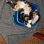 abyssinian, accessories, animal, bag, blanket, bucket, cat, chair, clothing, furniture, handbag, indoors, kitten, laundry, manx, person, pet, purse, slate, sleeping