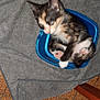 abyssinian, alloywheel, animal, bag, blanket, bowl, canine, car, cat, chair, dog, furniture, husky, kitten, manx, person, pet, sleeping, towel, wood