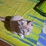 cat, blue_eyes, bed, striped_bedspread, footwear, flip_flop, floor, tile_floor, indoors, pet, animal, curious, whiskers, ear, tail, feline, resting, looking_up, cozy, casual
