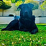 animal, backyard, black_dog, canine, collar, daylight, dog, fence, garden, grass, lawn, nature, outdoor, peaceful, pet, portrait, relaxing, summer, sunlight, tree