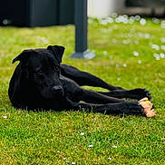 Tender participe au concours pour gagner de l'argent avec cette photo : dog, black_dog, grass, outdoor, toy, pet, animal, relaxed, lying_down, greenery, nature, summer, playful, canine, paw, flower, daylight, resting, domestic_animal, cute