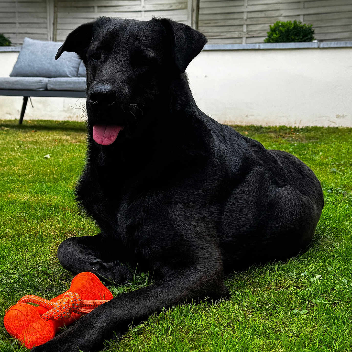 Tender a rejoint le concours — aidez-le/la à gagner de superbes lots ! animal, bench, black_dog, canine, dog, domestic_animal, fur, garden, grass, greenery, lawn, nature, orange_toy, outdoor, pet, playful, resting, summer, tongue_out, toy