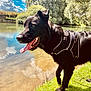 Tender a rejoint le concours — aidez-le/la à gagner de superbes lots ! animal, black_dog, canine, clouds, daytime, dog, grass, happy, harness, nature, outdoor, pets, reflection, river, sky, summer, sunlight, tongue_out, trees, water