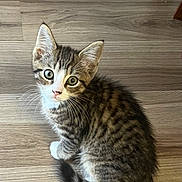 Sage is registered to the contest to win money with this photo: kitten, cat, tabby, pet, animal, fur, whiskers, ears, eyes, tail, floor, wooden_floor, cute, young, small, indoor, domestic, feline, sitting, looking_up