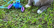 Chaussette Et Ronron participe au concours pour gagner de l'argent avec cette photo : alert, animal, blue, cat, cute, domestic_cat, feline, fluffy, grass, green, nature, outdoor, pet, playful, plush_toy, purple, resting, summer, toy, white_paws