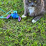alert, animal, blue, cat, cute, domestic_cat, feline, fluffy, grass, green, nature, outdoor, pet, playful, plush_toy, purple, resting, summer, toy, white_paws