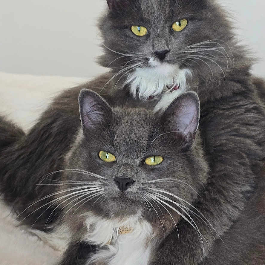 Chaussette Et Ronron a rejoint le concours — aidez-le/la à gagner de superbes lots ! animal, cat, cats, companionship, cuddle, cute, domestic_cat, feline, fluffy, fur, gray_cat, indoor, paws, pet, relaxed, resting, sleepy, soft, whiskers, yellow_eyes