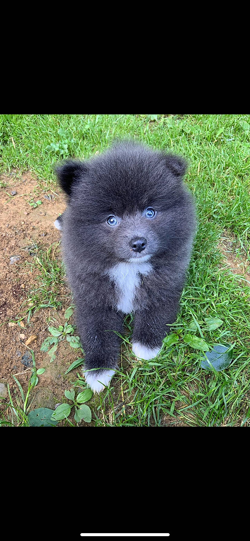Smokey Bear is registered to the contest to win money with this photo: akita, canidae, carnivore, companion_dog, dog, dog_breed, eurasier, finnish_lapphund, german_spitz_mittel, mammal, puppy, rare_breed_dog, sporting_group, vertebrate