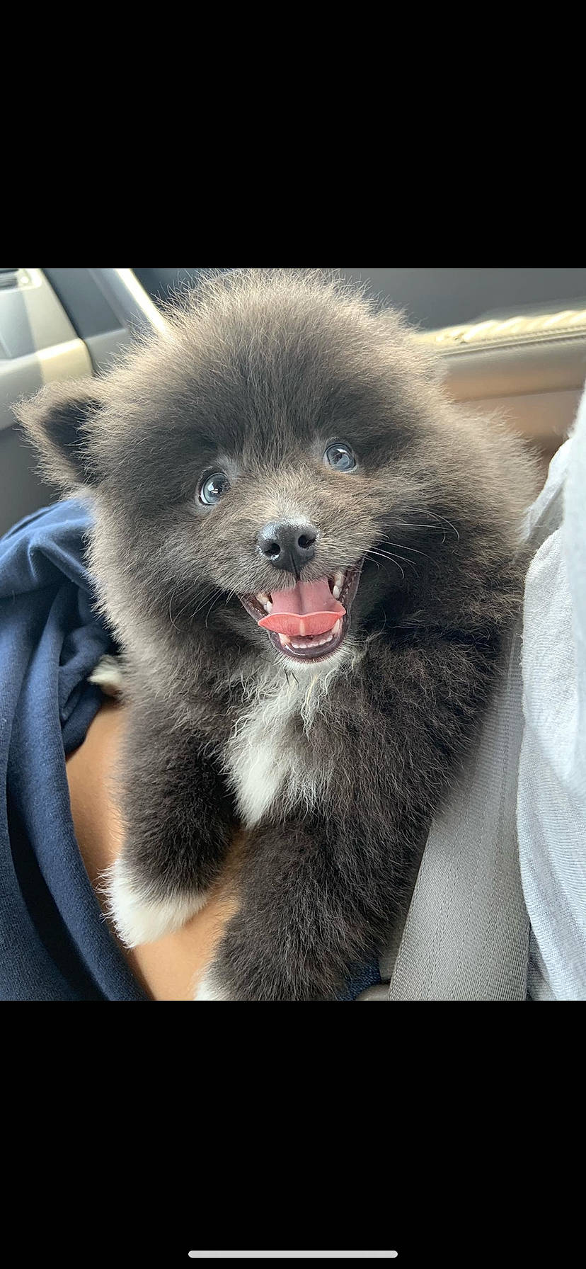 Smokey Bear is registered to the contest to win money with this photo: canidae, carnivore, companion_dog, dog, dog_breed, german_spitz_mittel, mammal, non_sporting_group, pomeranian, puppy, snout, sporting_group, vertebrate