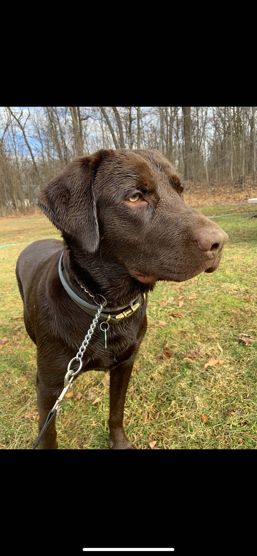 Mousse joined the competition — help win amazing prizes! canidae, carnivore, chesapeake_bay_retriever, dog, dog_breed, dog_collar, german_shorthaired_pointer, hunting_dog, labrador_retriever, liver, mammal, plott_hound, pointing_breed, retriever, snout, sporting_group, vertebrate, weimaraner