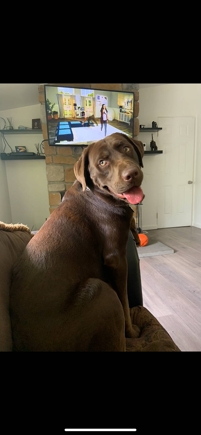 Mousse joined the competition — help win amazing prizes! canidae, carnivore, dog, dog_breed, fawn, labrador_retriever, liver, pointing_breed, retriever, snout, sporting_group, vertebrate, vizsla, weimaraner
