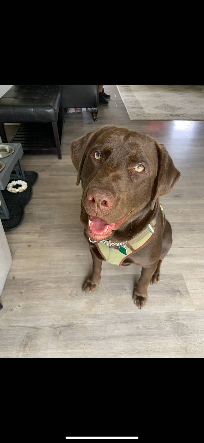 Mousse joined the competition — help win amazing prizes! american_pit_bull_terrier, beagador, canidae, carnivore, chesapeake_bay_retriever, dog, dog_breed, dog_collar, fawn, labrador_retriever, liver, nose, pointing_breed, puppy, retriever, snout, sporting_group, vizsla, weimaraner