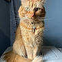 cat, ginger_cat, fluffy_tail, sitting, green_eyes, indoor, pet_carrier, feline, portrait, fur, whiskers, collar, tag, animal, cute, domestic_cat, pet, looking_at_camera, calm, closeup