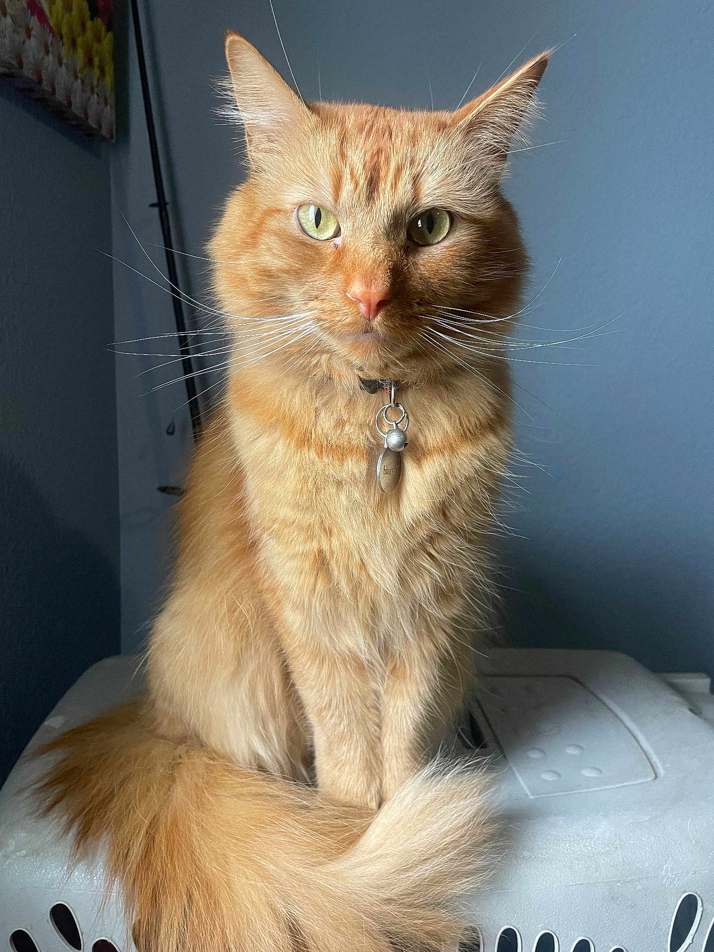 Blaze is registered to the contest to win money with this photo: cat, ginger_cat, fluffy_tail, sitting, green_eyes, indoor, pet_carrier, feline, portrait, fur, whiskers, collar, tag, animal, cute, domestic_cat, pet, looking_at_camera, calm, closeup
