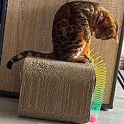 Thalïa participe au concours pour gagner de l'argent avec cette photo : cat, spotted_cat, cardboard_scratch_pad, toy, slinky, indoor, wooden_floor, wooden_cabinet, playful, pet, feline, striped_tail, curious, colorful, rainbow, scratching_post, paw, animal, domestic_cat, close_up