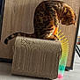 cat, spotted_cat, cardboard_scratch_pad, toy, slinky, indoor, wooden_floor, wooden_cabinet, playful, pet, feline, striped_tail, curious, colorful, rainbow, scratching_post, paw, animal, domestic_cat, close_up