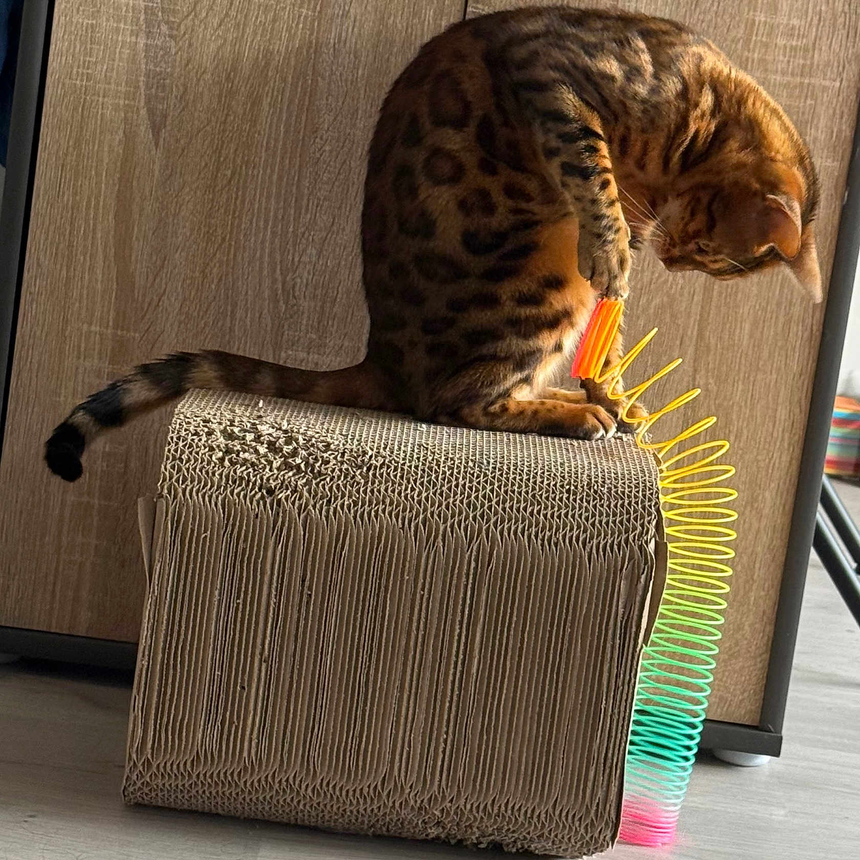 Thalïa participe au concours pour gagner de l'argent avec cette photo : animal, cardboard_scratch_pad, cat, close_up, colorful, curious, domestic_cat, feline, indoor, paw, pet, playful, rainbow, scratching_post, slinky, spotted_cat, striped_tail, toy, wooden_cabinet, wooden_floor