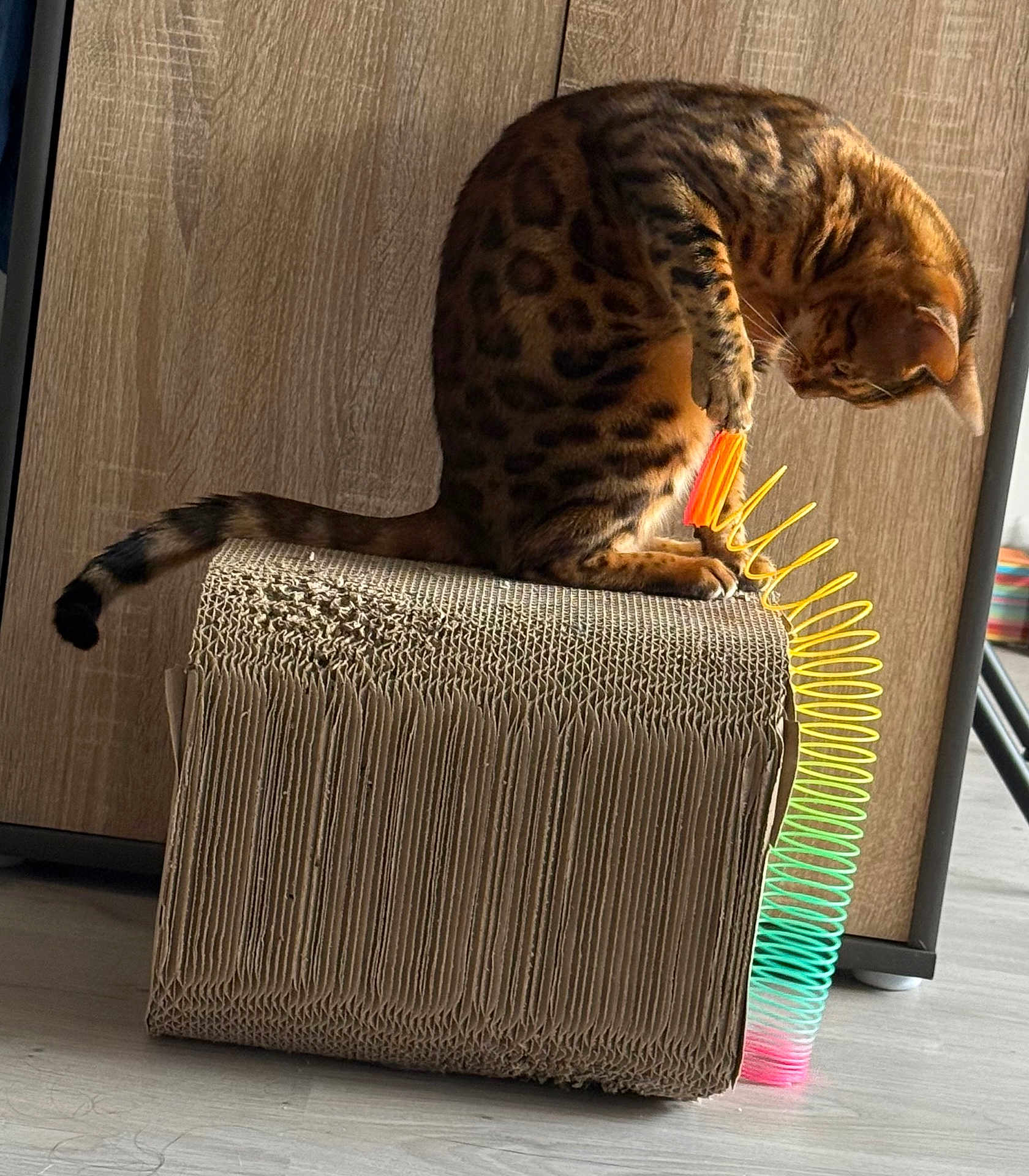 Thalïa participe au concours pour gagner de l'argent avec cette photo : cat, spotted_cat, cardboard_scratch_pad, toy, slinky, indoor, wooden_floor, wooden_cabinet, playful, pet, feline, striped_tail, curious, colorful, rainbow, scratching_post, paw, animal, domestic_cat, close_up