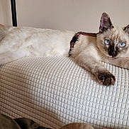 Vanille participe au concours pour gagner de l'argent avec cette photo : animal, bed, bedroom, blanket, cat, couch, cushion, furniture, homedecor, indoors, kitten, manx, pet, quilt, room, siamese
