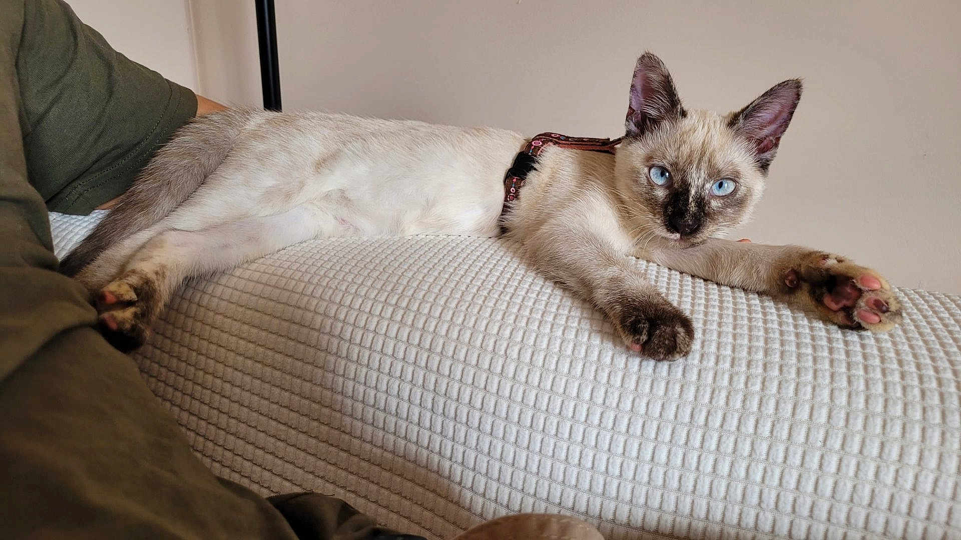 Vanille participe au concours pour gagner de l'argent avec cette photo : animal, bed, bedroom, blanket, cat, couch, cushion, furniture, homedecor, indoors, kitten, manx, pet, quilt, room, siamese