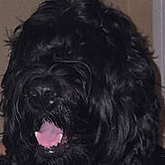 Maggie is registered to the contest to win money with this photo: dog, black_dog, pet, indoor, fur, tongue, teeth, shaggy, animal, mammal, cute, companion, closeup, portrait, canine, mouth_open, furry, domestic_animal, indoor_lighting, friendly