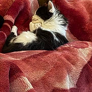 Kai joined the competition — help win amazing prizes! cat, sleeping, black_and_white, fluffy, blanket, red, pink, soft, cozy, resting, indoor, feline, animal, pet, fur, relaxed, comfort, warm, lying_down, cute