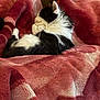 cat, sleeping, black_and_white, fluffy, blanket, red, pink, soft, cozy, resting, indoor, feline, animal, pet, fur, relaxed, comfort, warm, lying_down, cute