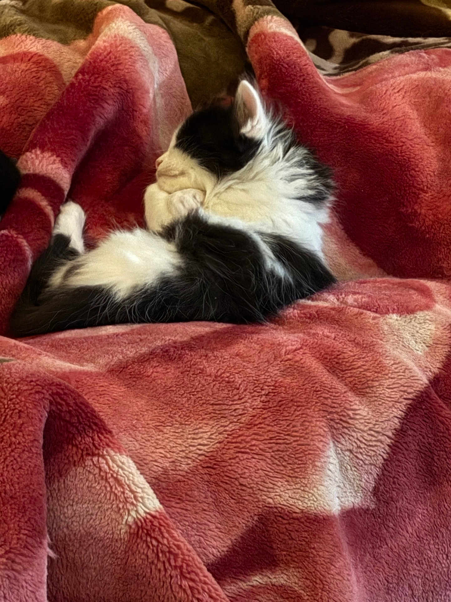Kai joined the competition — help win amazing prizes! cat, sleeping, black_and_white, fluffy, blanket, red, pink, soft, cozy, resting, indoor, feline, animal, pet, fur, relaxed, comfort, warm, lying_down, cute