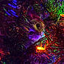 cat, christmas_tree, holiday_lights, colorful_lights, pine_needles, festive, curious, animal, pet, indoors, close_up, night, decorations, greenery, twinkling_lights, playful, feline, eye_contact, cute, nature