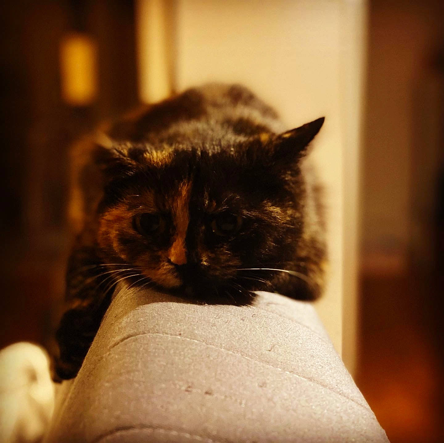 Khaleesi a rejoint le concours — aidez-le/la à gagner de superbes lots ! black_cat, carnivore, cat, close_up, comfort, darkness, domestic_short_haired_cat, ear, eye, felidae, fur, iris, monochrome_photography, sitting, small_to_medium_sized_cats, snout, terrestrial_animal, tints_and_shades, whiskers, window