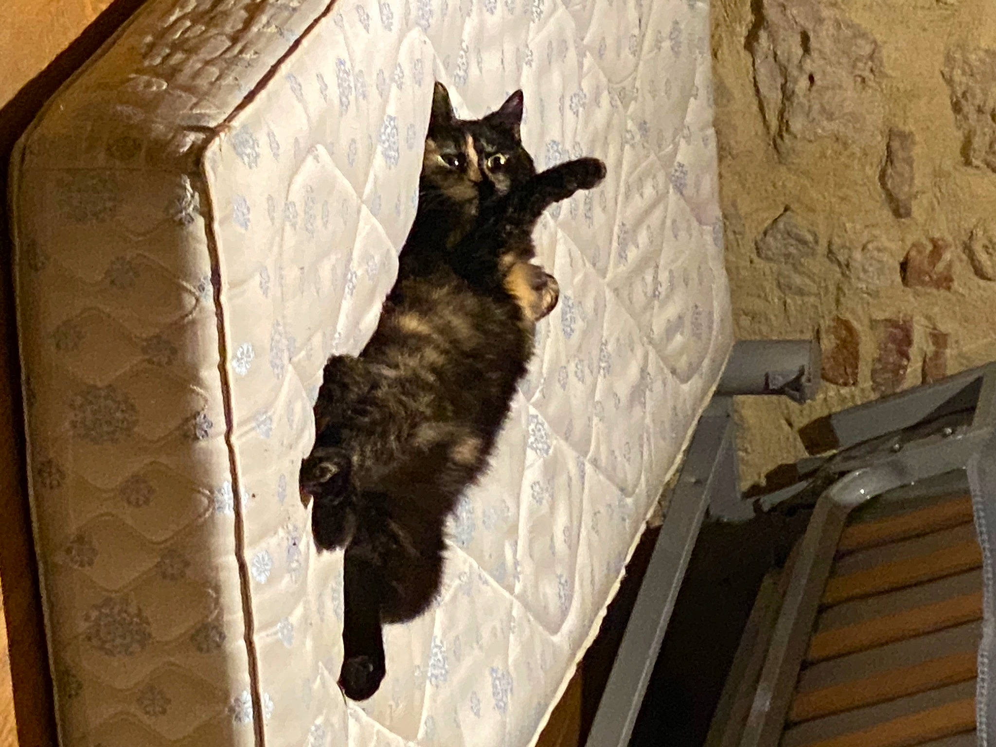 Khaleesi participe au concours pour gagner de l'argent avec cette photo : black_cat, bombay, brown, carnivore, cat, dog_breed, domestic_short_haired_cat, door, felidae, flooring, fur, mammal, room, small_to_medium_sized_cats, snout, tail, tree, vertebrate, whiskers, wood