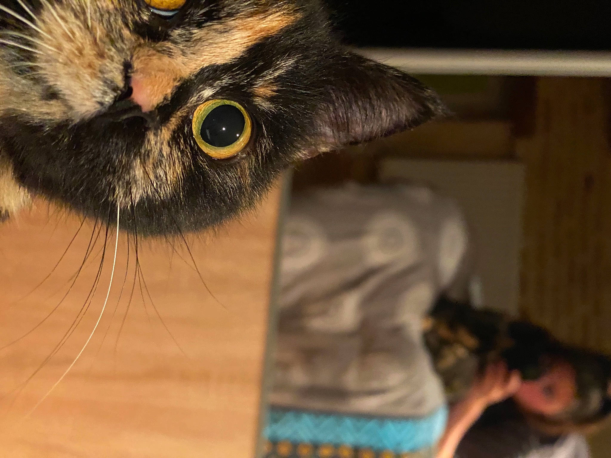 Khaleesi participe au concours pour gagner de l'argent avec cette photo : carnivore, cat, claw, domestic_short_haired_cat, ear, eyelash, felidae, fur, photography, small_to_medium_sized_cats, terrestrial_animal, whiskers, wildlife