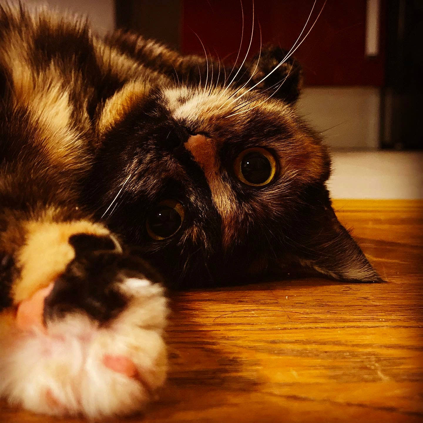 Khaleesi a rejoint le concours — aidez-le/la à gagner de superbes lots ! brown, carnivore, cat, claw, close_up, comfort, domestic_short_haired_cat, fawn, felidae, flooring, fur, hardwood, paw, small_to_medium_sized_cats, snout, terrestrial_animal, varnish, whiskers, wildlife, wood