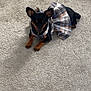 Masha joined the competition — help win amazing prizes! dog, small_dog, plaid_dress, carpet, indoor, pet, animal, black_dog, brown_paws, ears, laying_down, relaxed, floor, clothing, domestic_animal, cute, calm, resting, home, canine