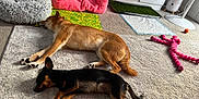 Masha is registered to the contest to win money with this photo: dog, sleeping, carpet, pet_bed, toy, indoor, relaxation, brown_dog, black_dog, floor, fan, cushion, living_room, cozy, resting, domestic_animal, animal, home, nap, furniture