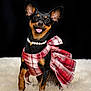 dog, small_dog, plaid_dress, pearl_necklace, fluffy_rug, black_background, happy, sitting, pet, portrait, cute, smiling, fur, ears, animal, domestic_animal, fashion, studio, accessory, adorable