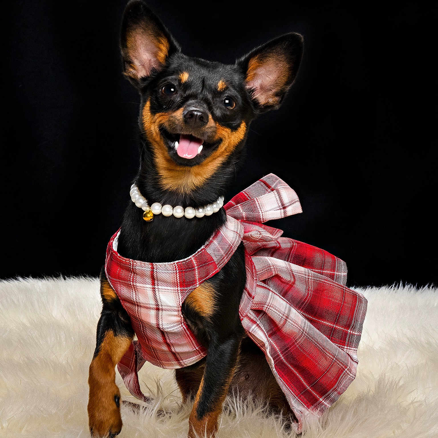 Masha joined the competition — help win amazing prizes! accessory, adorable, animal, black_background, cute, dog, domestic_animal, ears, fashion, fluffy_rug, fur, happy, pearl_necklace, pet, plaid_dress, portrait, sitting, small_dog, smiling, studio