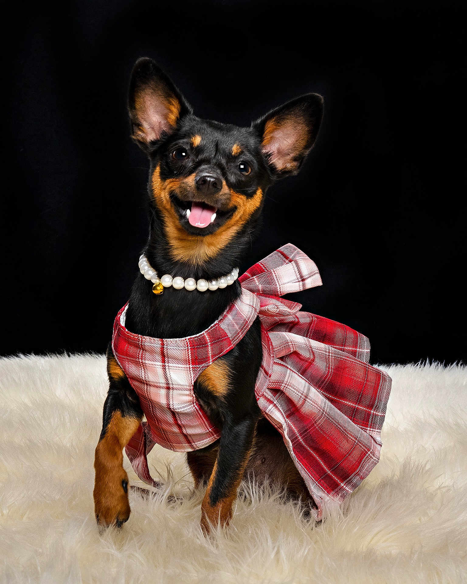 Masha joined the competition — help win amazing prizes! dog, small_dog, plaid_dress, pearl_necklace, fluffy_rug, black_background, happy, sitting, pet, portrait, cute, smiling, fur, ears, animal, domestic_animal, fashion, studio, accessory, adorable