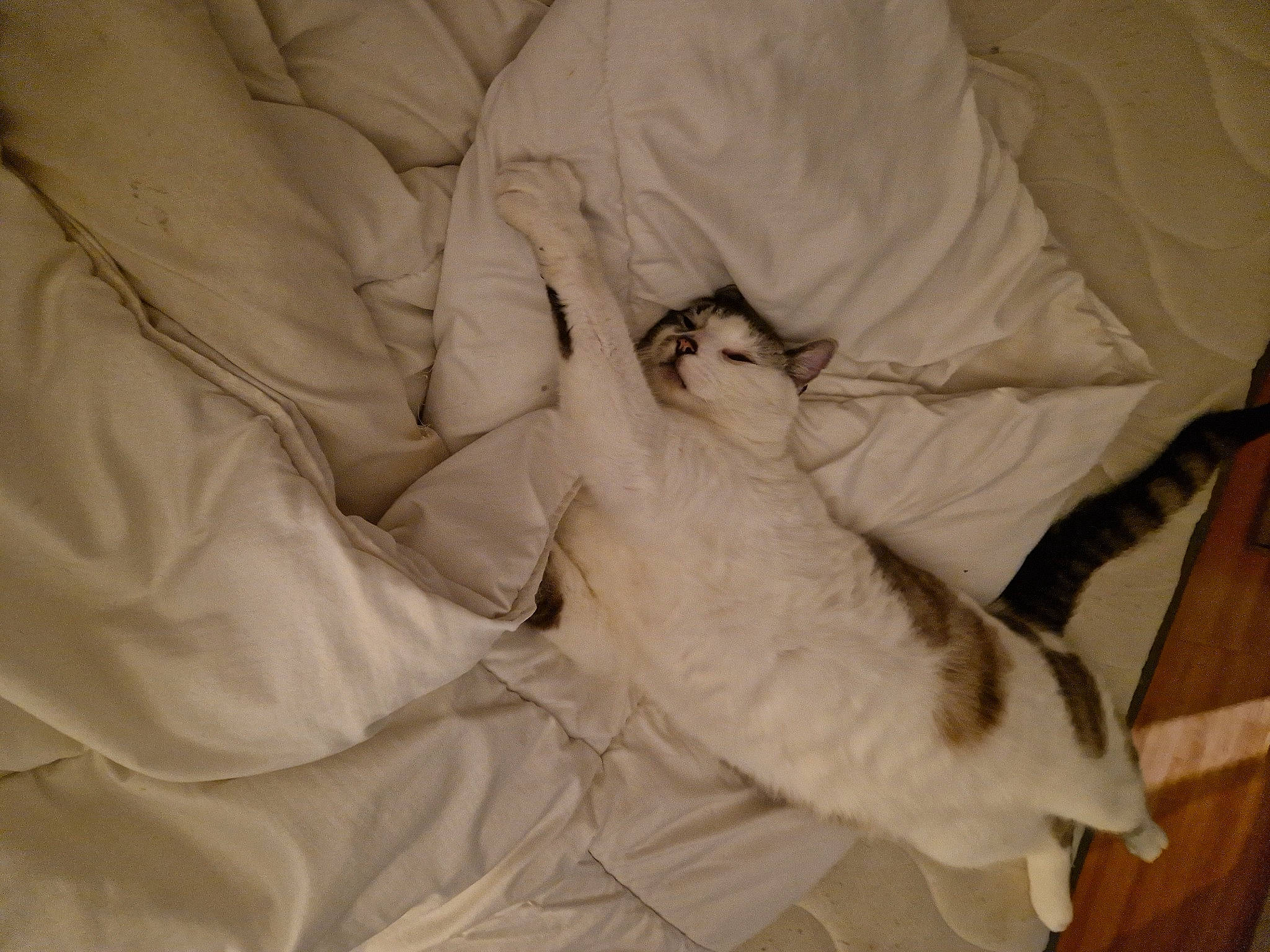 Néïo a rejoint le concours — aidez-le/la à gagner de superbes lots ! bed_sheet, bedding, carnivore, cat, comfort, companion_dog, dog_breed, duvet, felidae, fur, gesture, linens, nap, paw, room, sleeve, small_to_medium_sized_cats, sporting_group, tail, whiskers