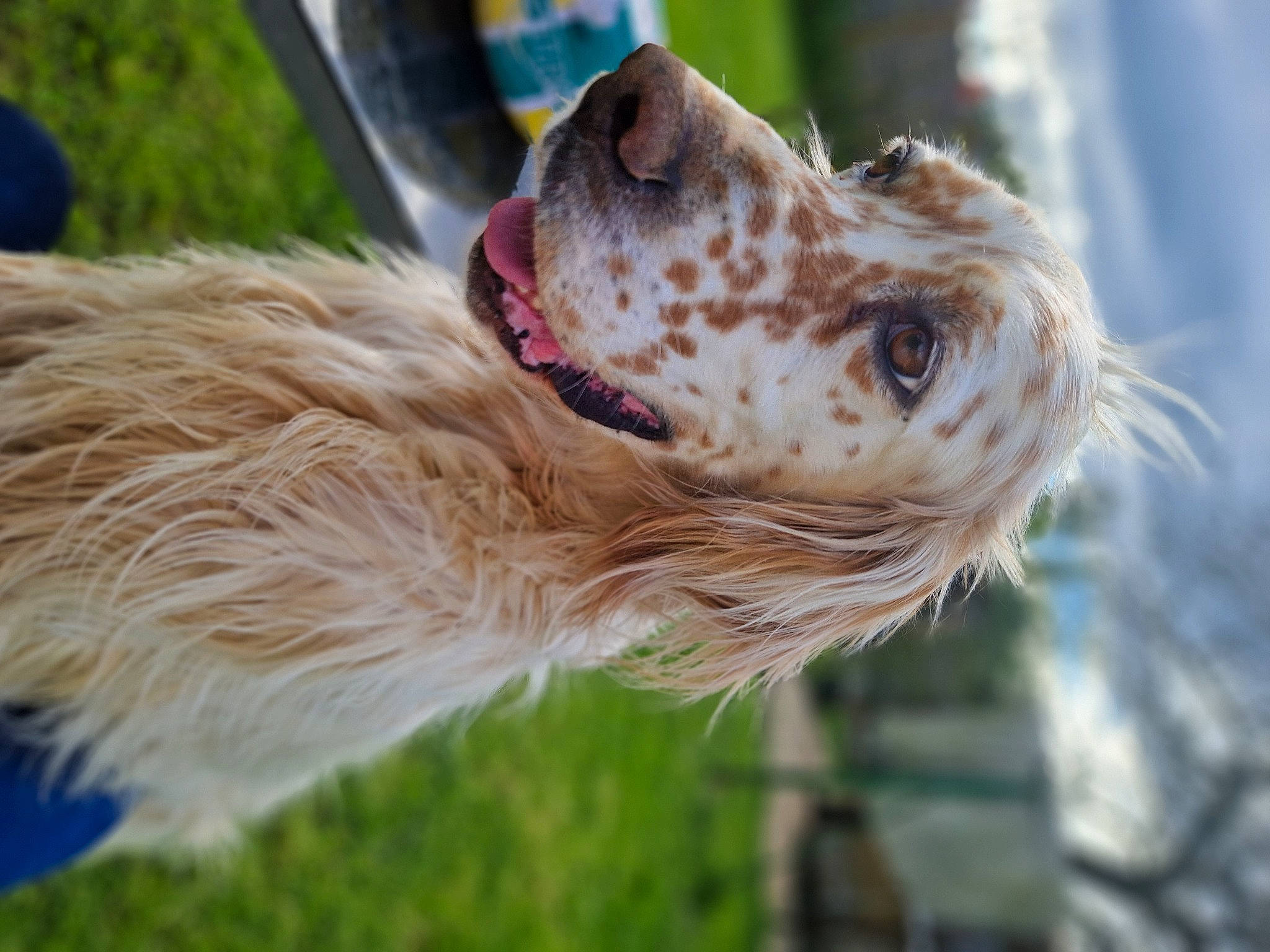 Pyta participe au concours pour gagner de l'argent avec cette photo : beak, canidae, carnivore, companion_dog, dog, dog_breed, fawn, fur, grass, liver, pet_supply, snout, sporting_group, terrestrial_animal, whiskers, wildlife