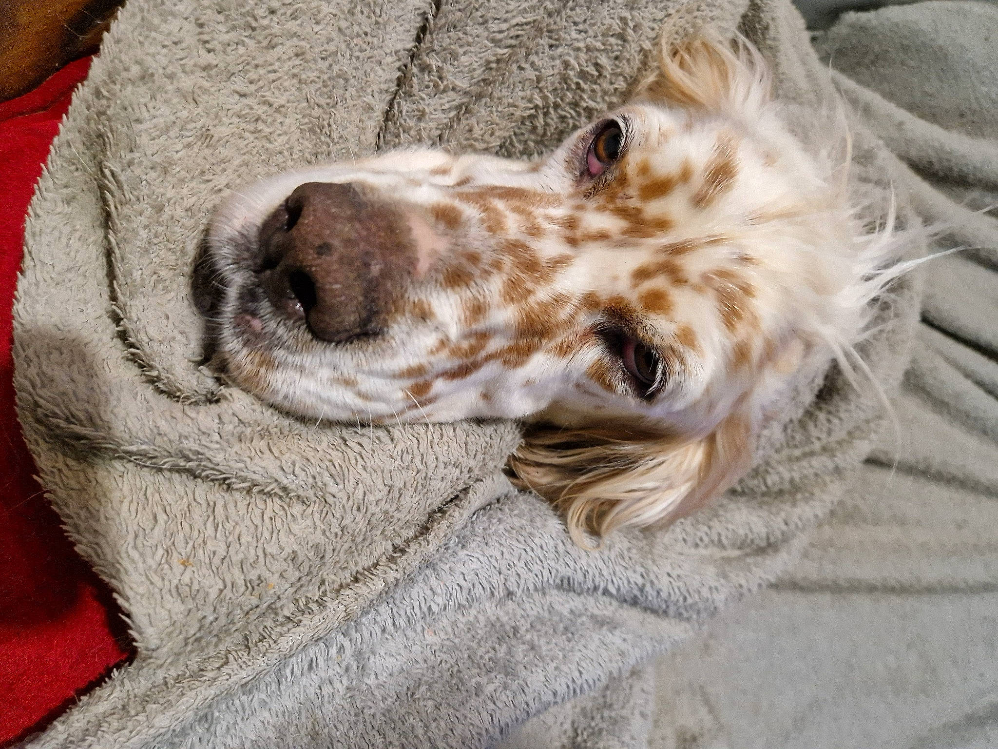 Pyta a rejoint le concours — aidez-le/la à gagner de superbes lots ! canidae, carnivore, collar, companion_dog, dog, dog_breed, dog_collar, dog_supply, ear, fawn, fur, gun_dog, linens, liver, non_sporting_group, snout, sporting_group, terrestrial_animal, whiskers, working_animal