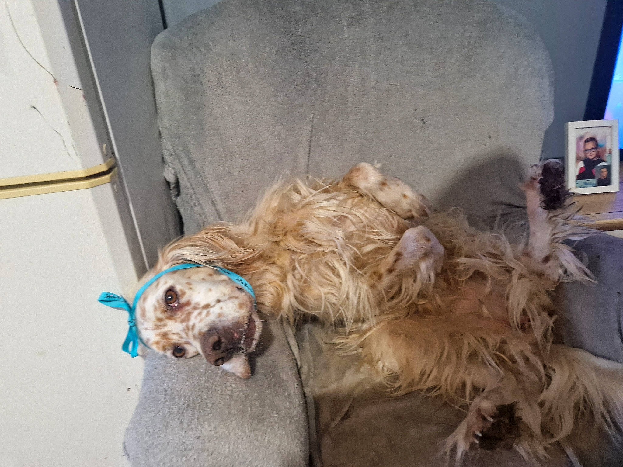 Pyta a rejoint le concours — aidez-le/la à gagner de superbes lots ! canidae, carnivore, companion_dog, dog, dog_breed, dog_supply, fawn, fur, labradoodle, liver, non_sporting_group, pet_supply, poodle_crossbreed, small_terrier, snout, sporting_group, terrier, vehicle, working_animal