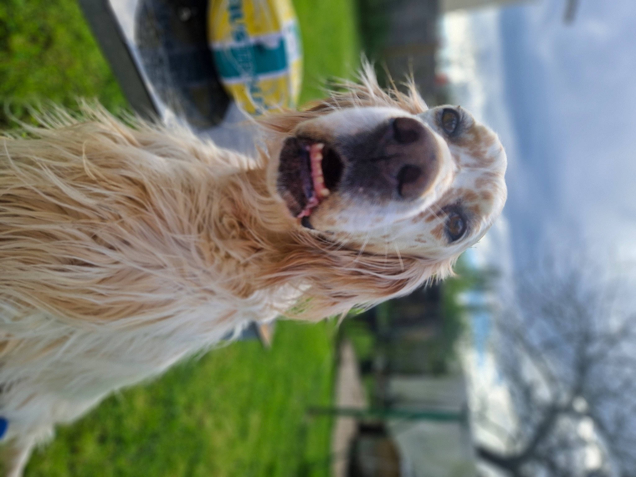 Pyta participe au concours pour gagner de l'argent avec cette photo : alpaca, canidae, carnivore, collar, companion_dog, dog, dog_breed, dog_collar, fur, grass, pet_supply, plant, snout, sporting_group, sunglasses, terrestrial_animal, terrier, tree, whiskers, working_animal